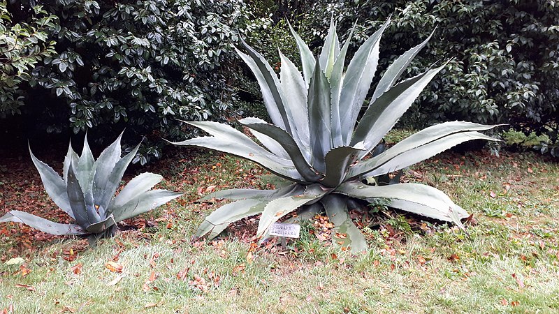 Tipos de Agaves