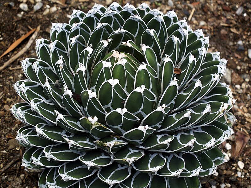 Tipos de Agaves