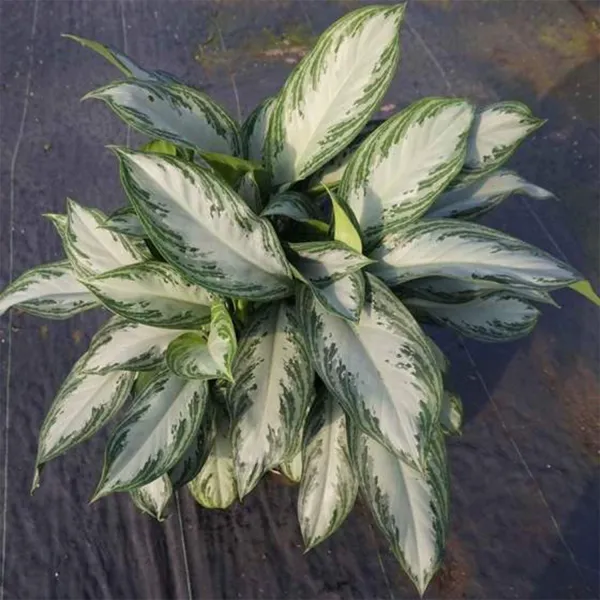 Aglaonema Golden Bay