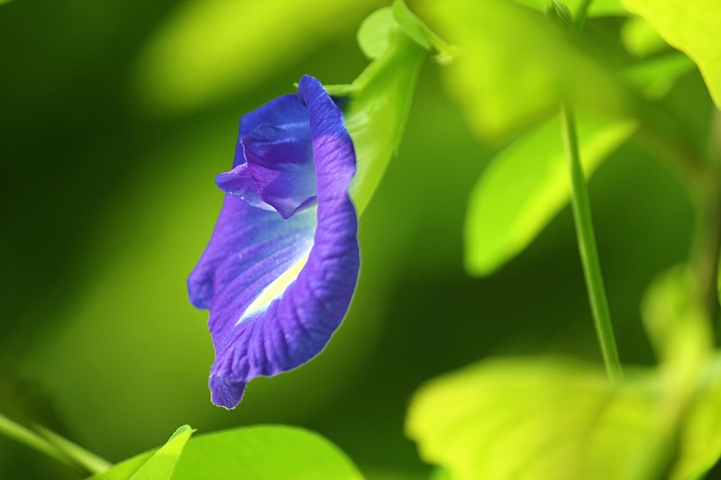 Clitoria