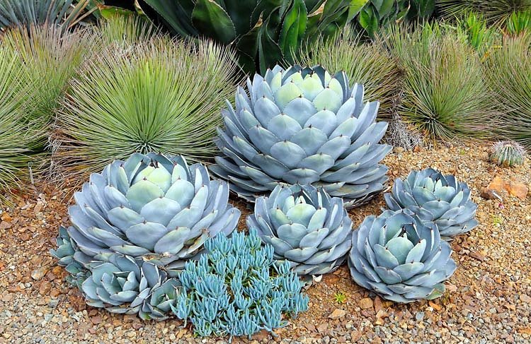 Tipos de Agaves