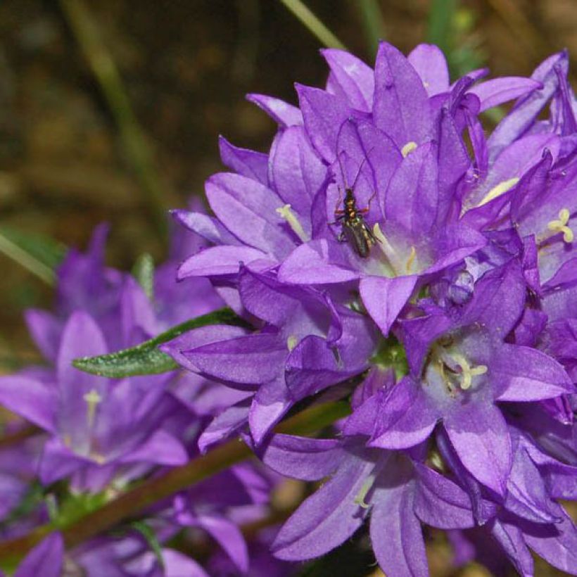 Mudas de Campânula