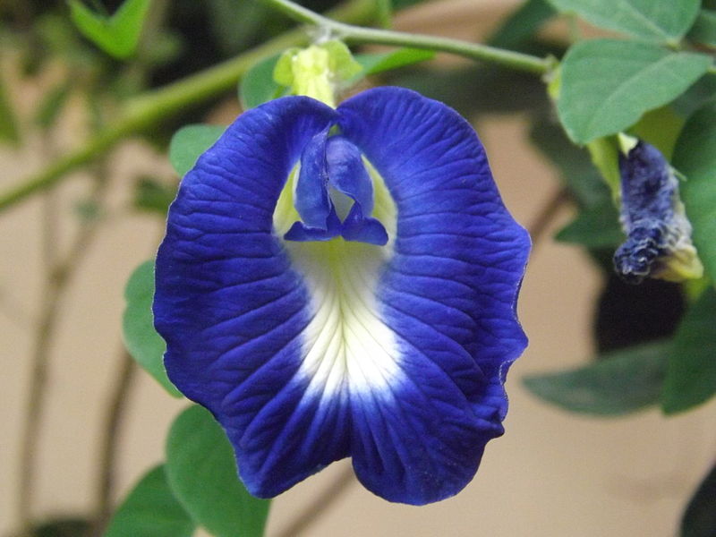 Clitoria