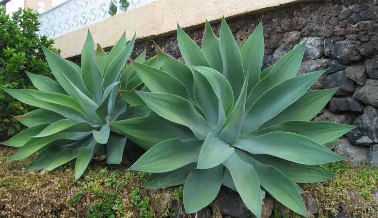 Tipos de Agaves