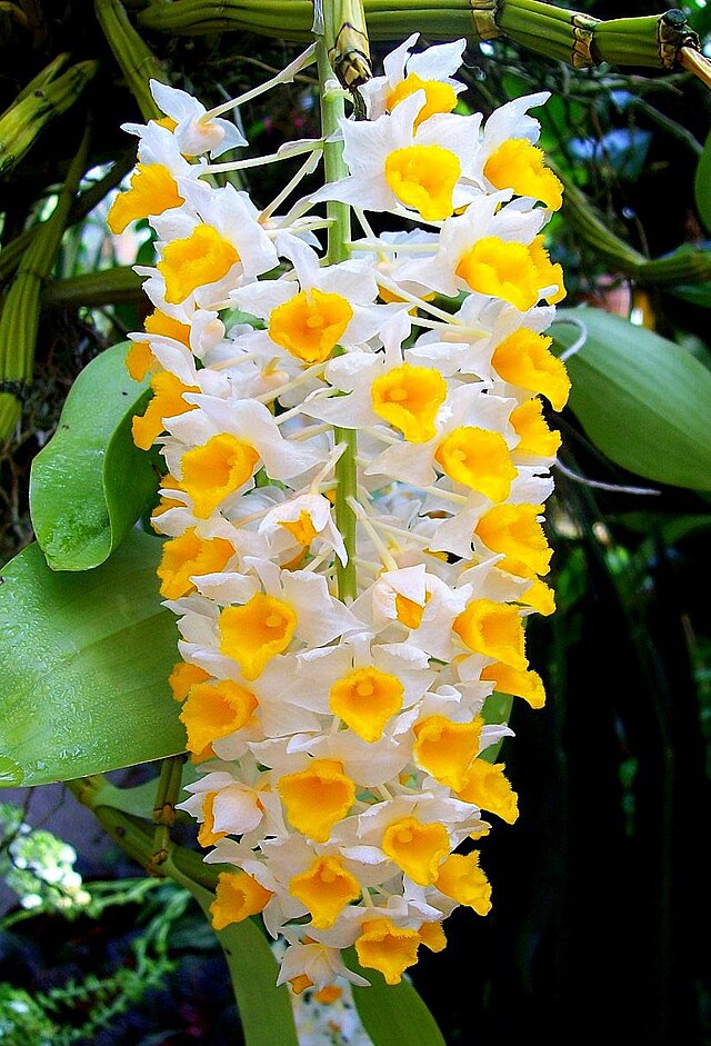 Orquídea Dendrobium