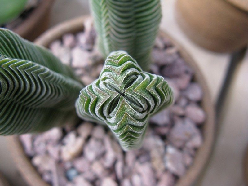 Crassula Templo do Buda