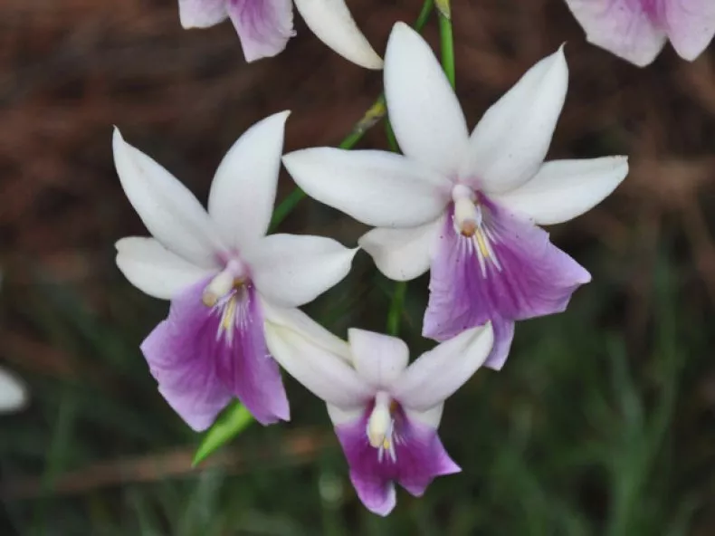 Orquídea Miltonia