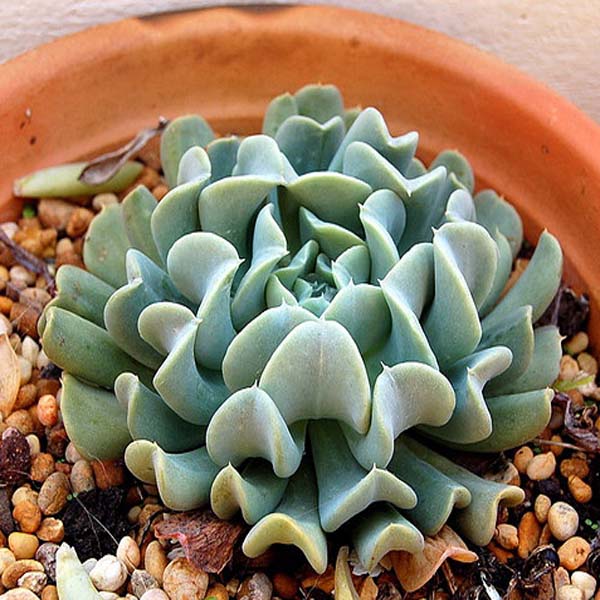 Echeveria runyonii