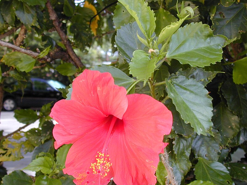 Hibiscus rosa-sinensis