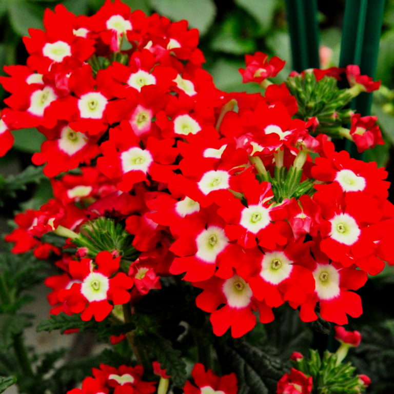 Verbena hybrida