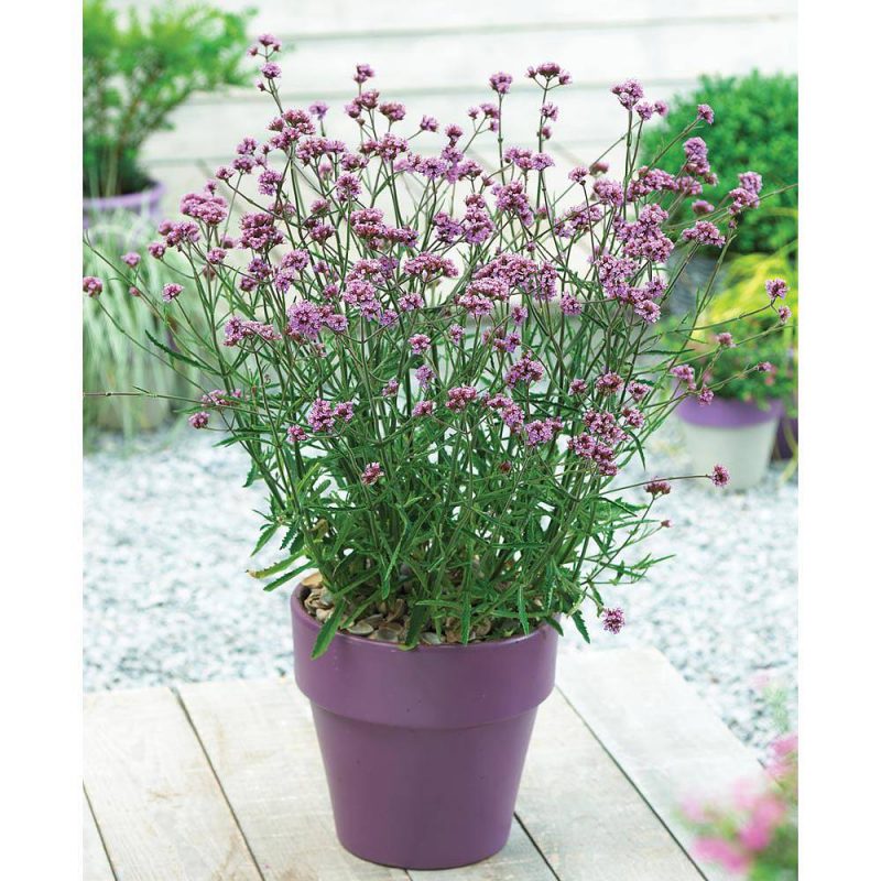 Verbena bonariensis