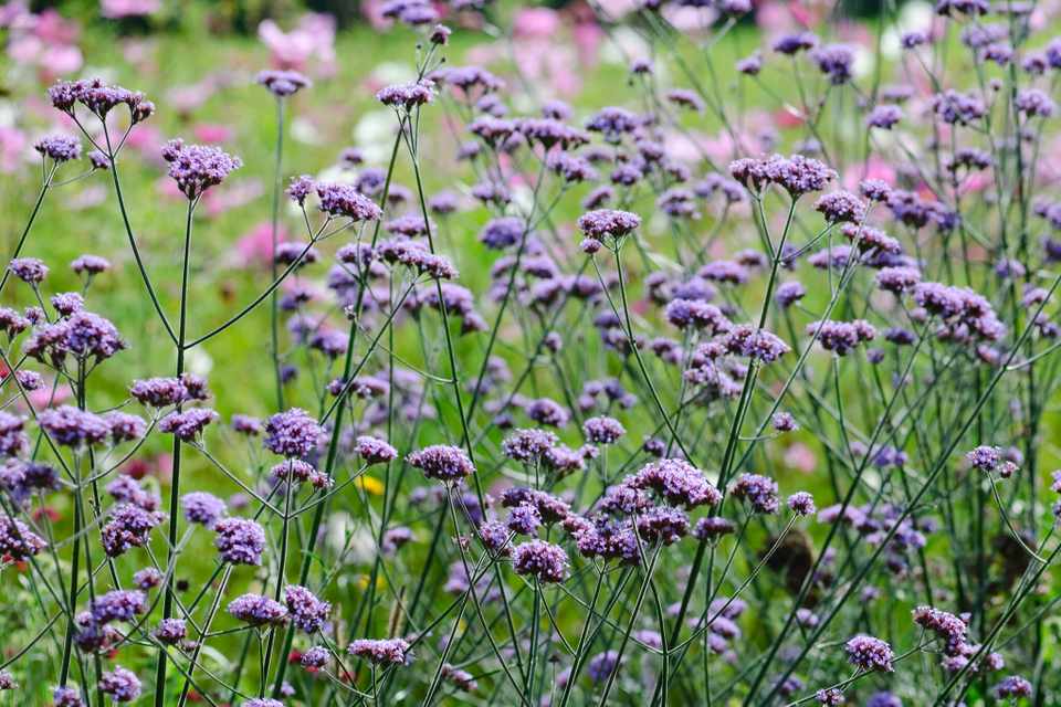 Verbena bonariensis