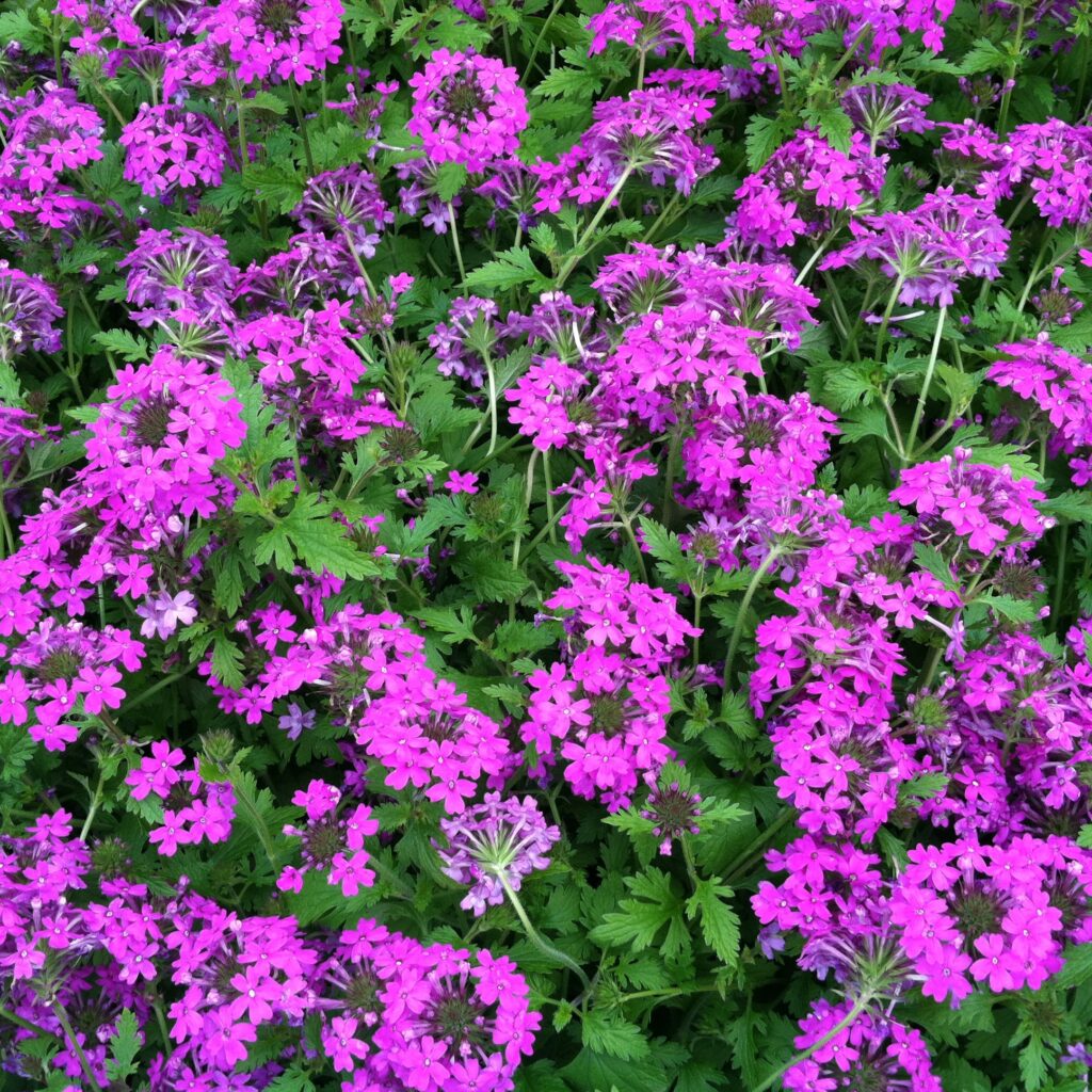 Verbena canadensis