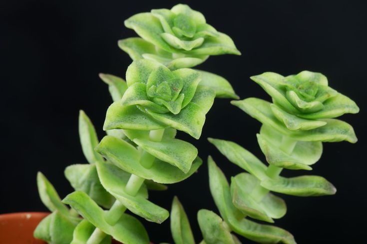 Suculenta Crassula perforata