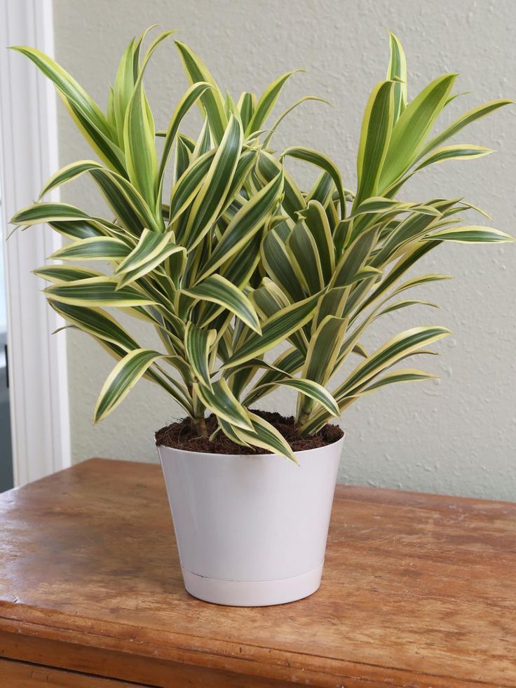 Dracaena reflexa