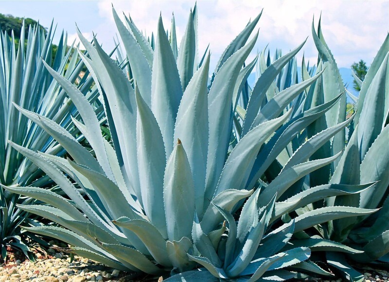 Tipos de Agaves