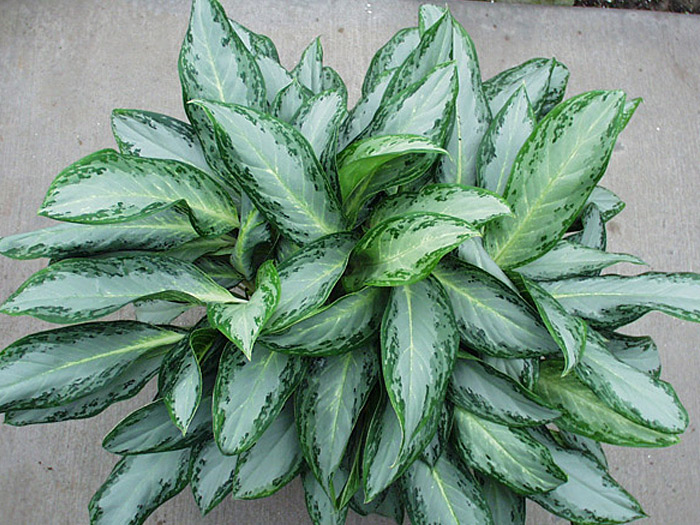 Aglaonema Golden Bay