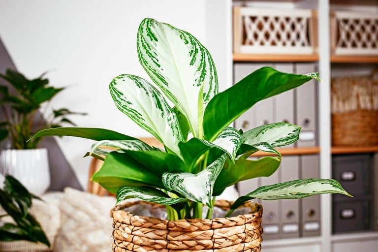 Aglaonema Golden Bay