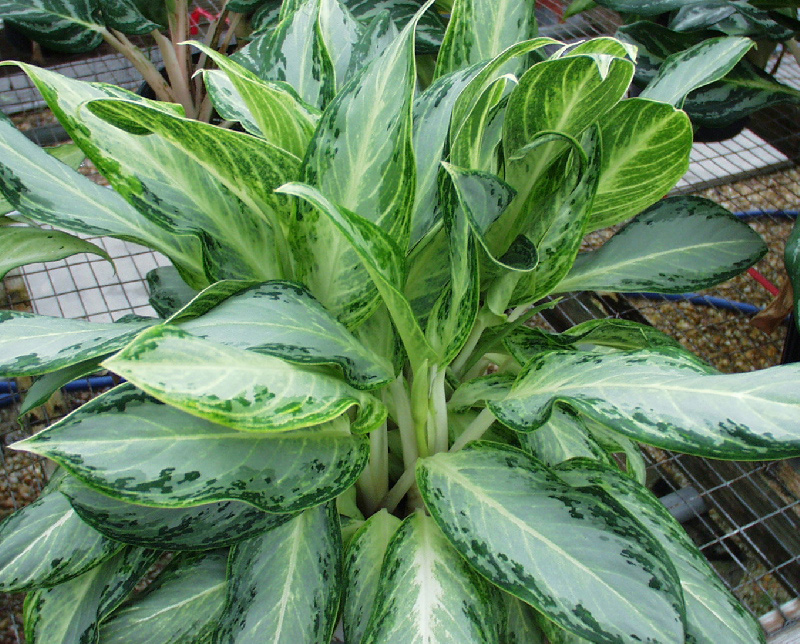 Aglaonema Golden Bay