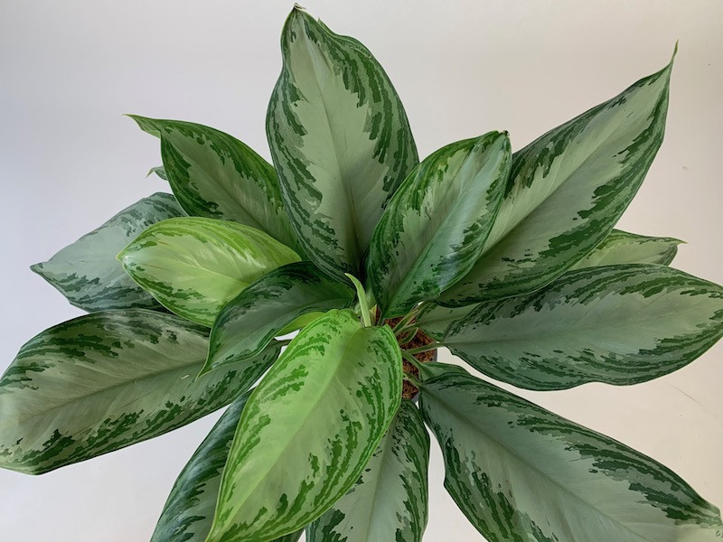 Aglaonema Golden Bay