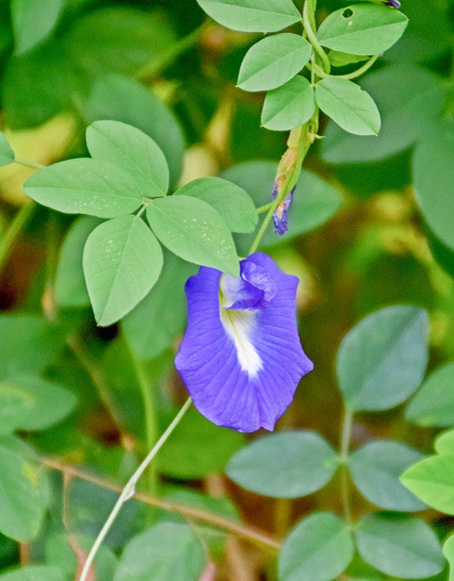 Clitoria