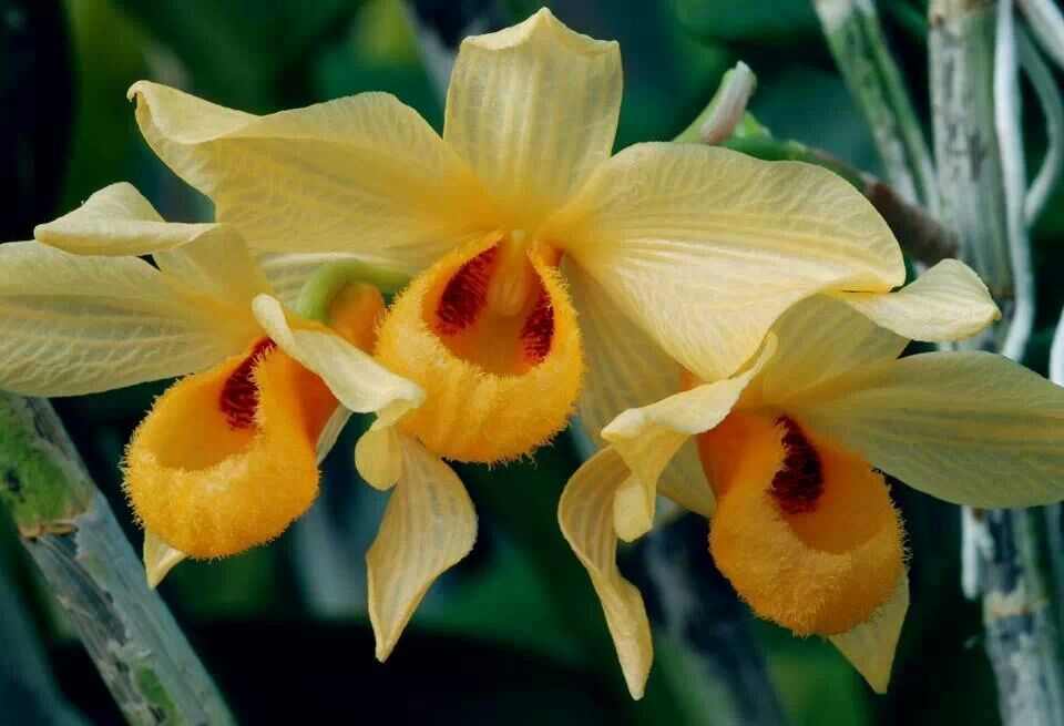 Orquídea Dendrobium