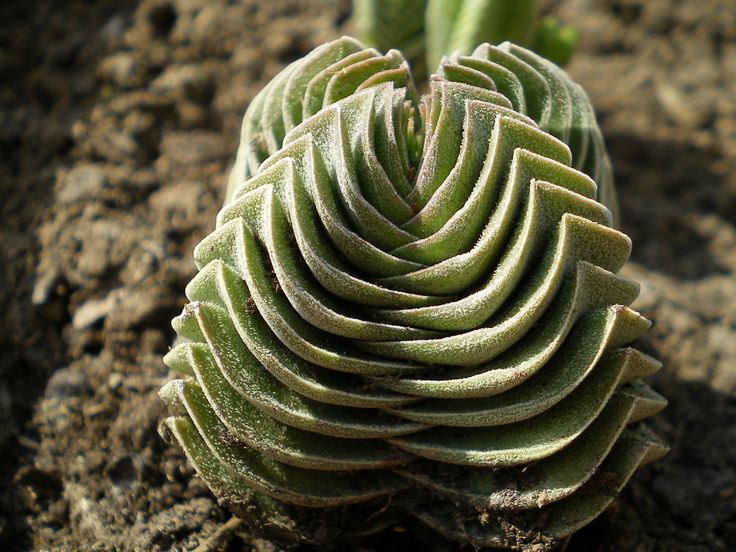 Crassula Templo do Buda