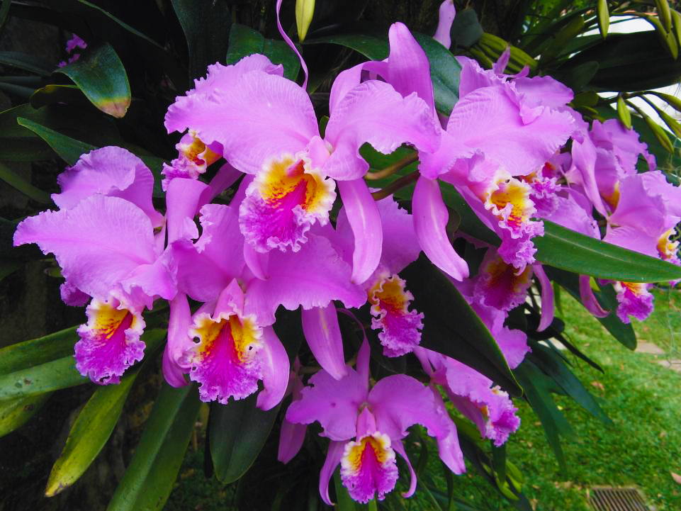 Orquídea Cattleya