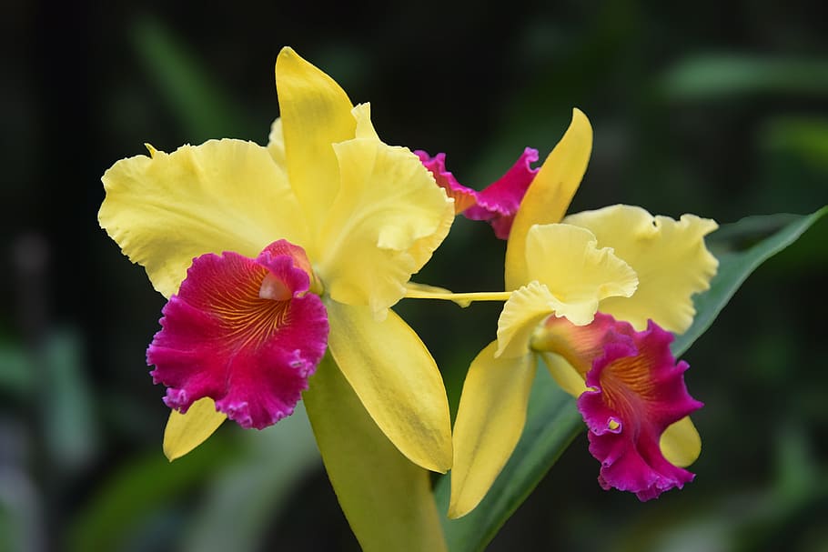 Orquídea Cattleya