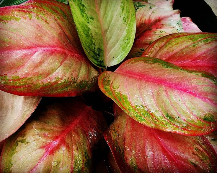 Aglaonema Pink