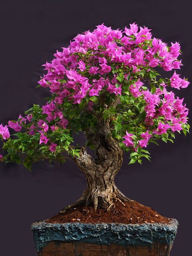 1676497499_balthazar-club-p-bonsai-tsveti-pinterest-28