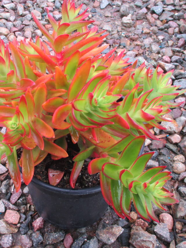 1G-CRASSULA-CAMPIRE-5