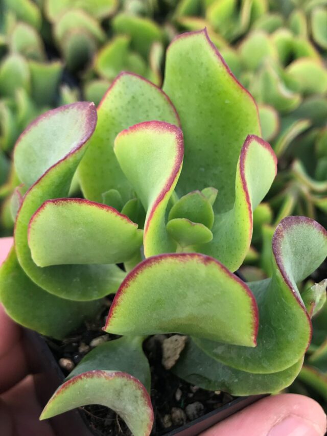 Crassula-arborescens-Curly-Green-Succulents-March3-scaled