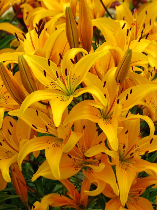 Lilium_'Andromeda'_03