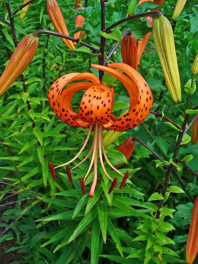 Lilium_lancifolium_002