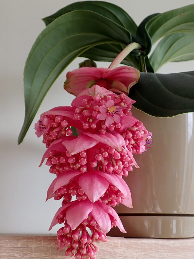 Medinilla_magnifica_2022-04-08_6056