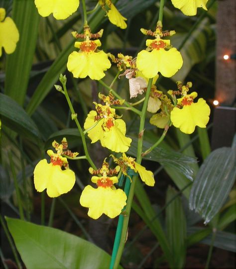 Orquídea Oncidium