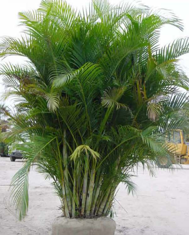 Palmeira Areca