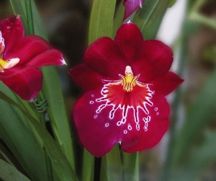 Orquídea Miltonia