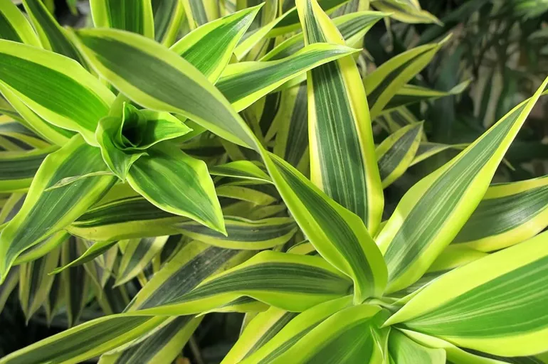 Dracaena reflexa