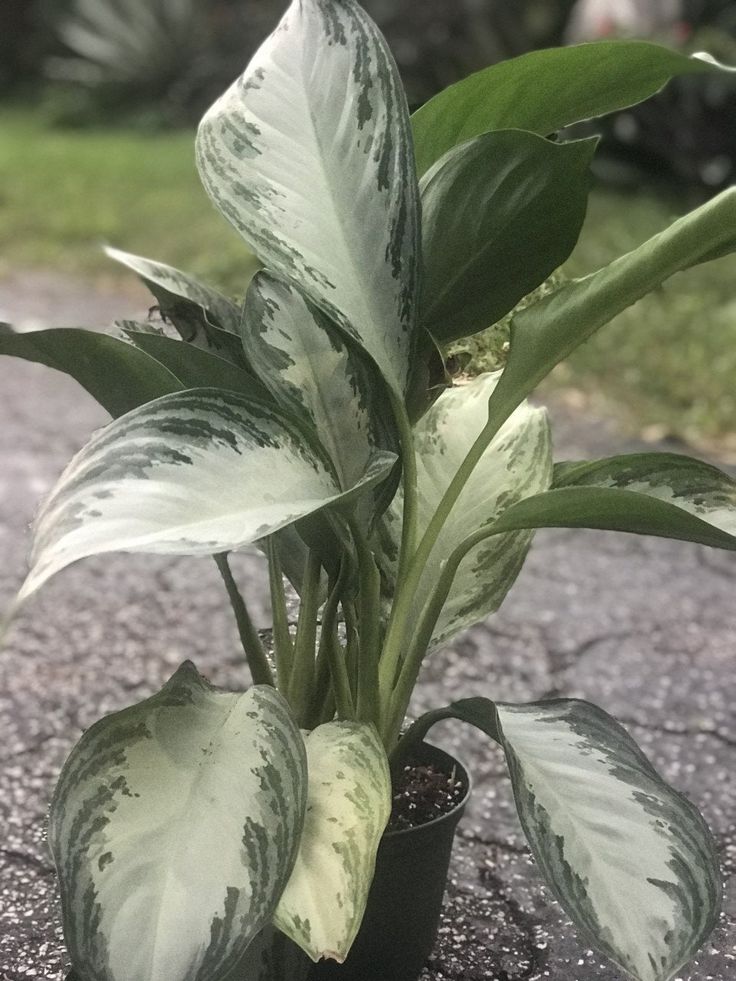 Aglaonema Golden Bay