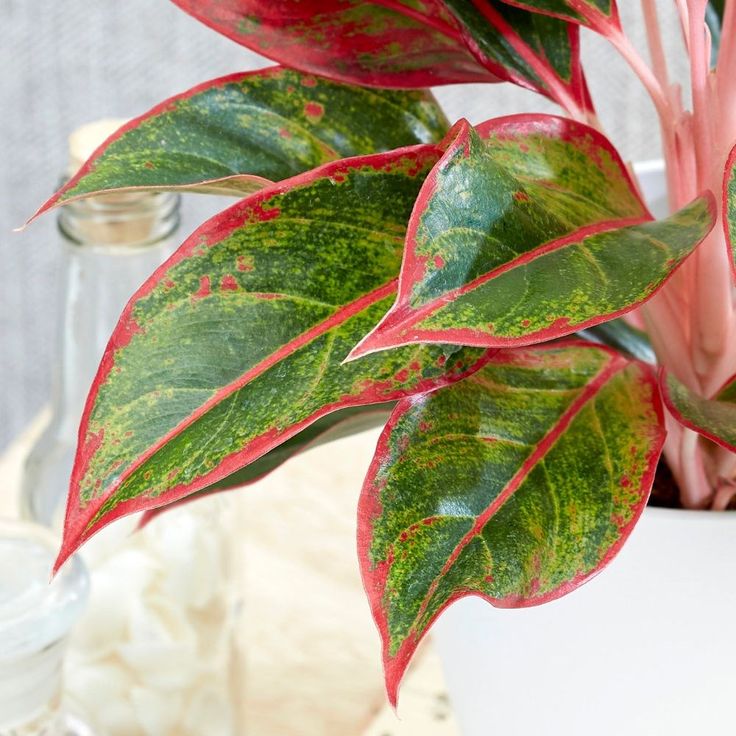 Aglaonema 'Crete'