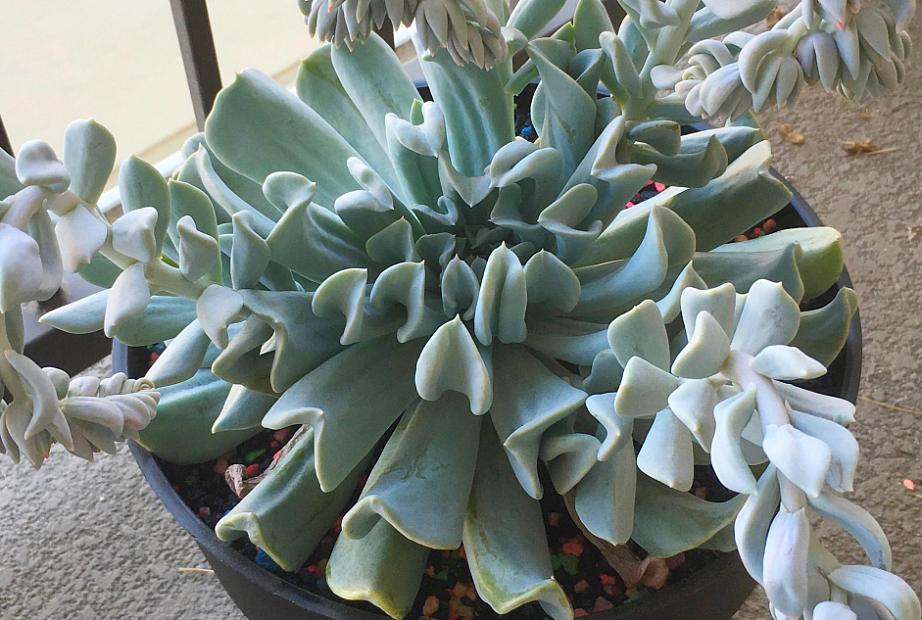 Echeveria runyonii