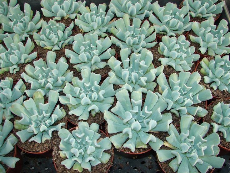 Echeveria runyonii