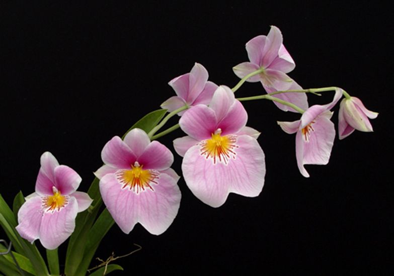 orquídea Miltoniopsis