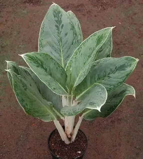 Aglaonema Golden Bay