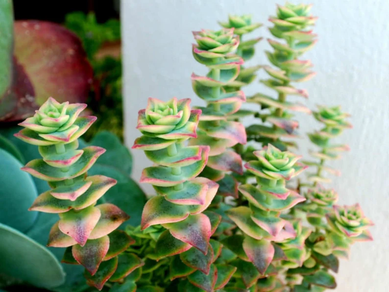 Suculenta Crassula perforata