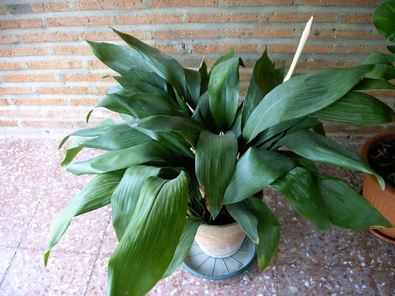 Aspidistra elatior