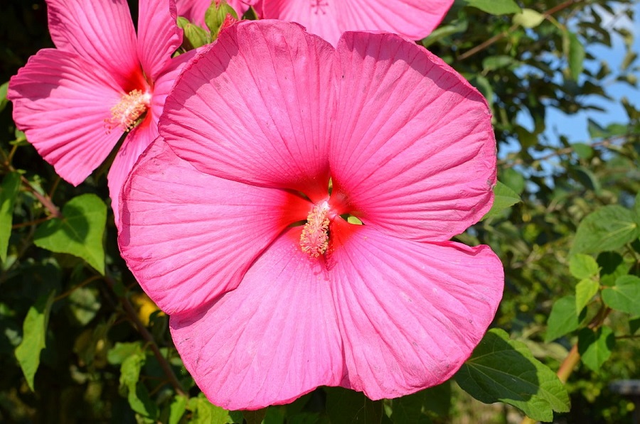 Hibiscus rosa-sinensis