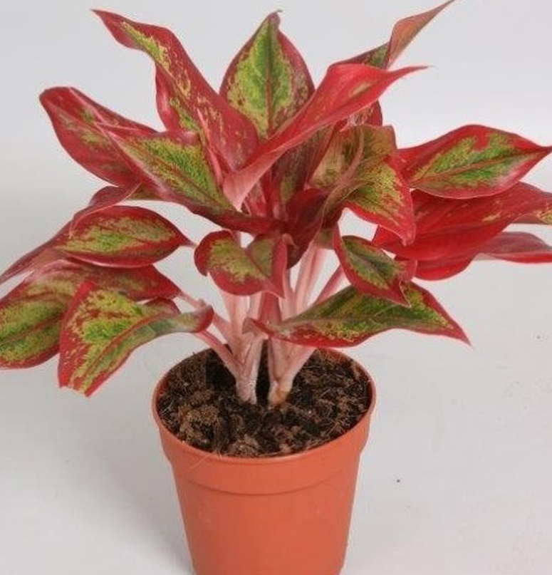 Aglaonema 'Crete' 